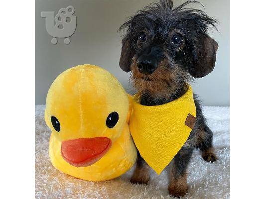 Καθαρόαιμο Dachshund